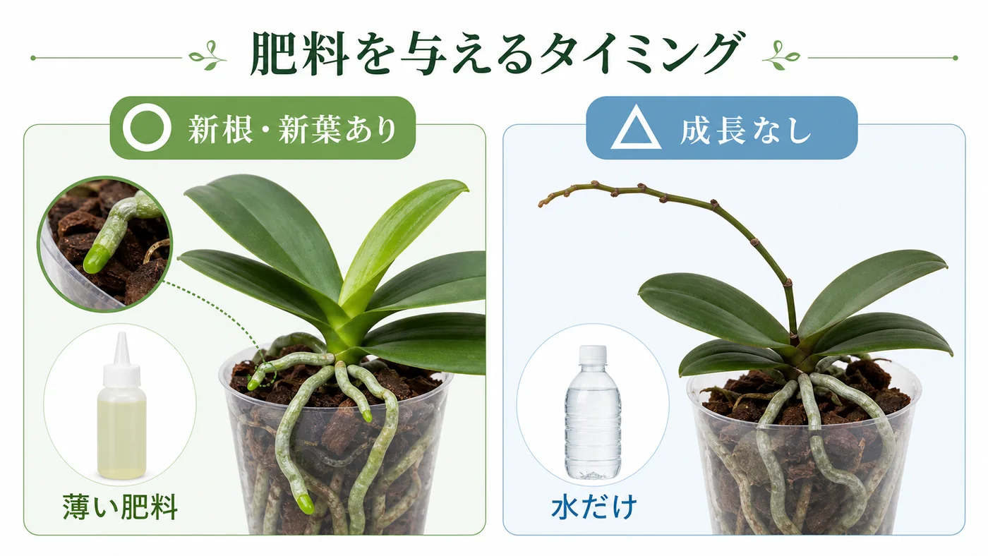 胡蝶蘭の新根・新葉の有無から薄い肥料か水だけかを判断する比較図