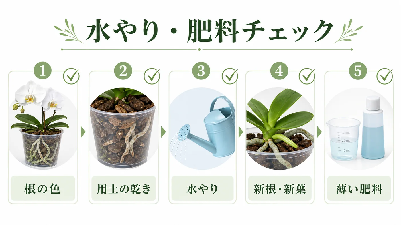 胡蝶蘭の根の色・用土の乾き・水やり・新根・新葉・薄い肥料を確認する図解