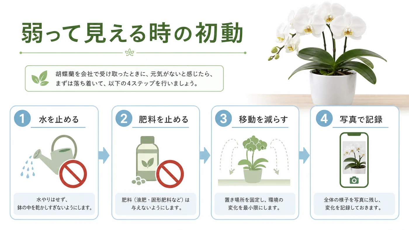 会社に届いた胡蝶蘭が弱って見える時に水・肥料・移動を止めて写真を残す初動図