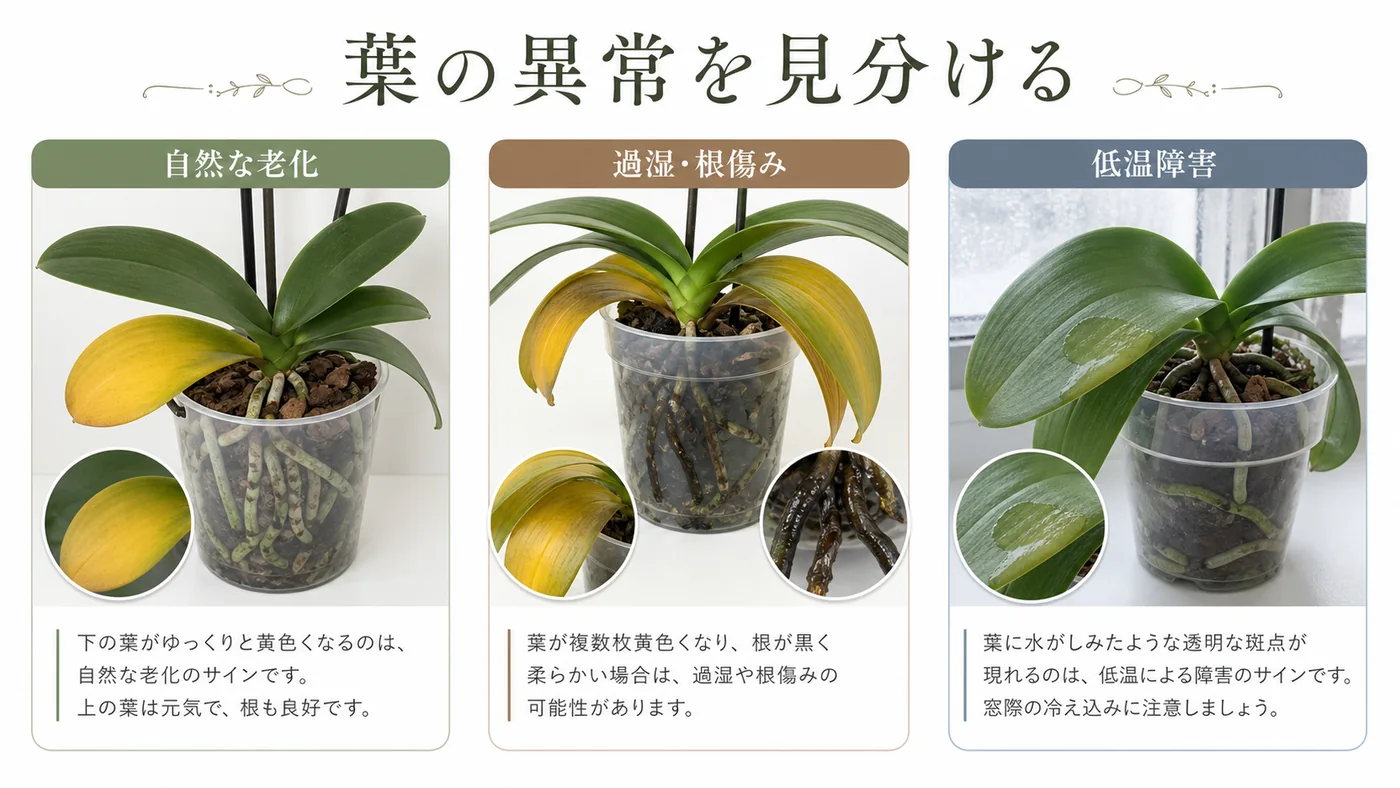 胡蝶蘭の葉の自然な老化・過湿と根傷み・低温障害を比較した症状図