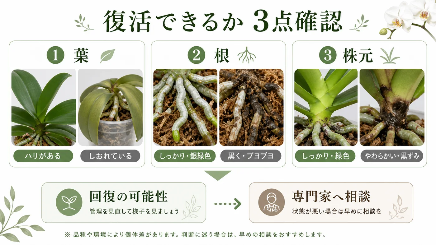 胡蝶蘭の葉・根・株元から回復の可能性を確認する診断図