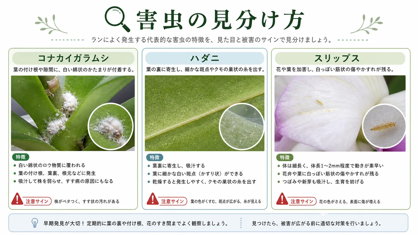 胡蝶蘭に発生するコナカイガラムシ・ハダニ・スリップスの特徴を比較した図