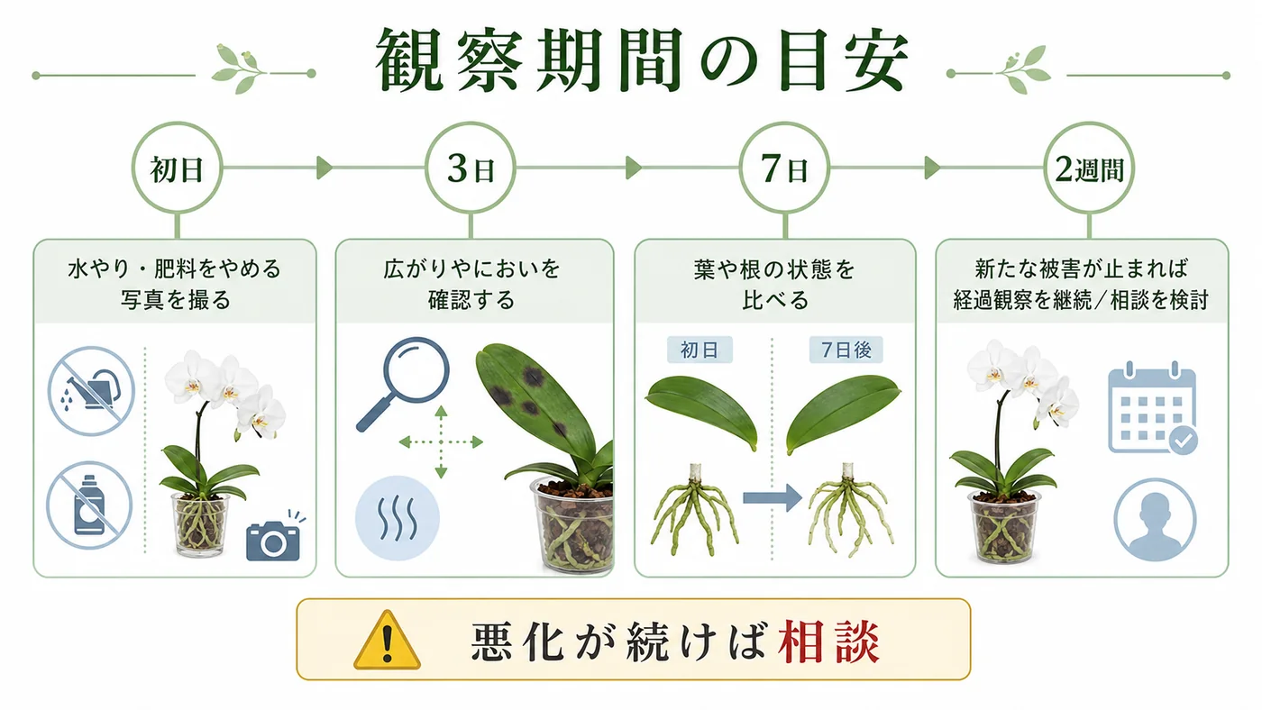 胡蝶蘭トラブルの初日・3日・7日・2週間の観察項目を示す時系列図