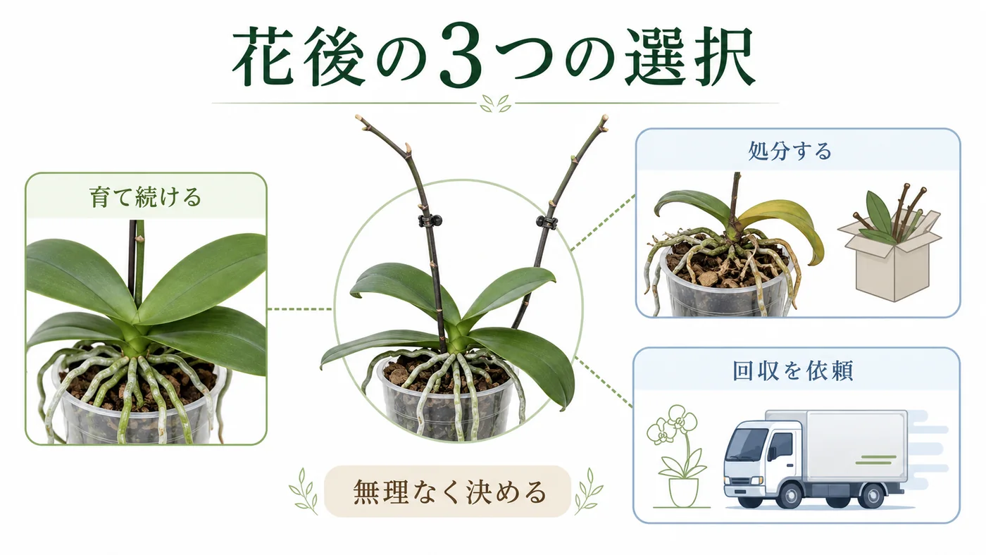 会社の胡蝶蘭の花が終わった後に育て続ける・処分する・回収を依頼する選択肢を示す図解