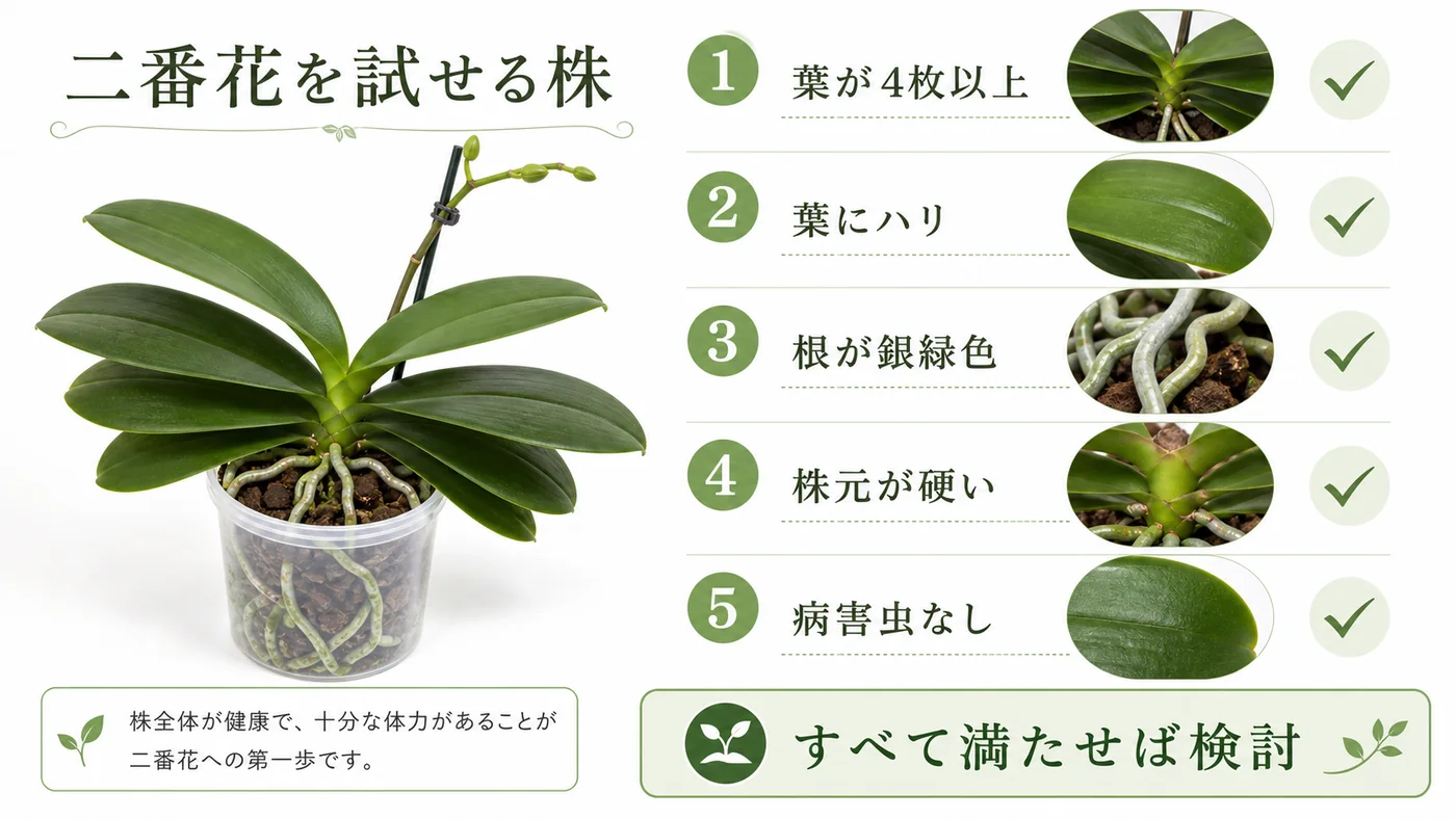胡蝶蘭で二番花を試す前に葉・根・株元・病害虫を確認するチェック図