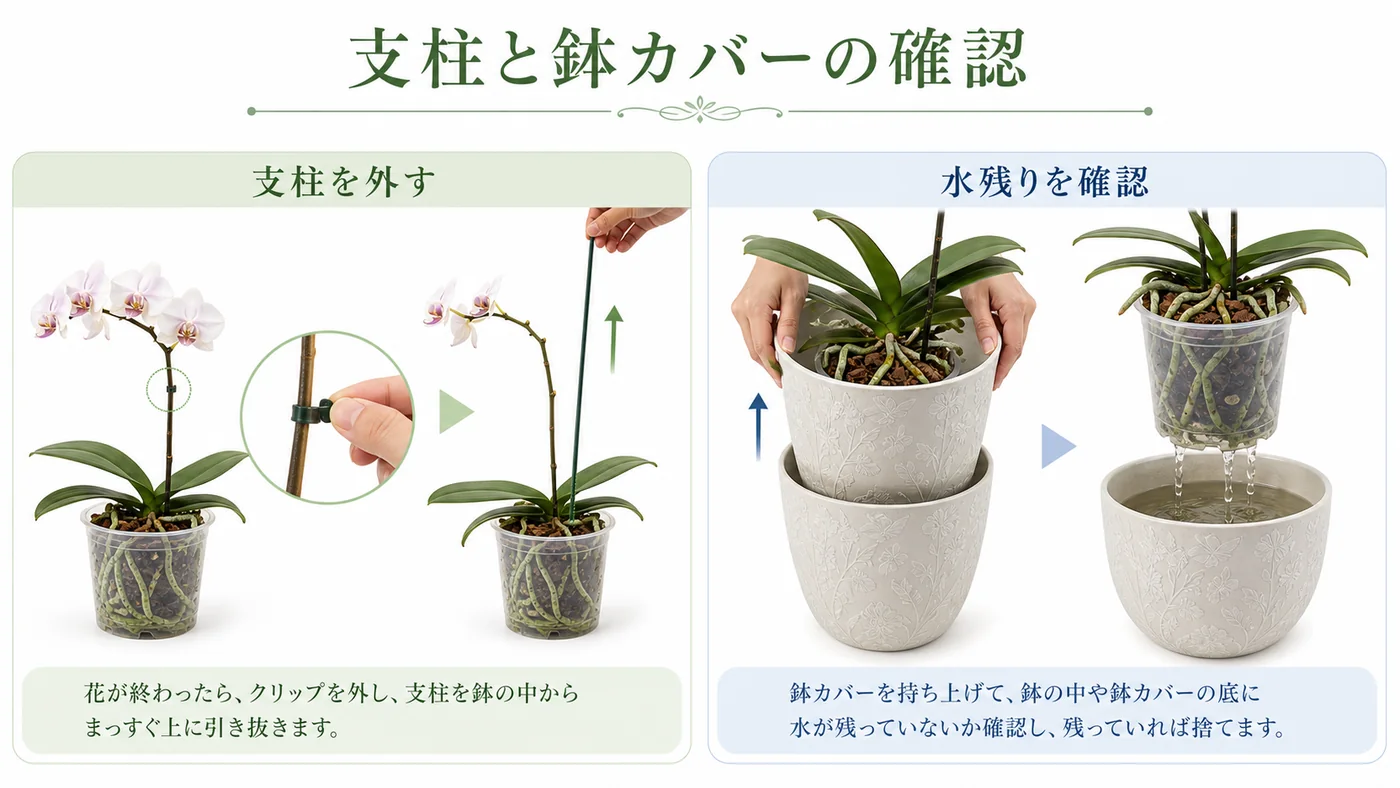 花後の胡蝶蘭で支柱を鉢内から外し鉢カバーの水残りを確認する図解