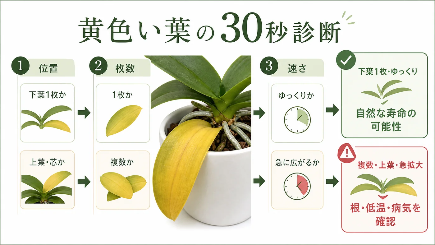 胡蝶蘭の黄色い葉を位置・枚数・広がる速さの順に確認する30秒診断図