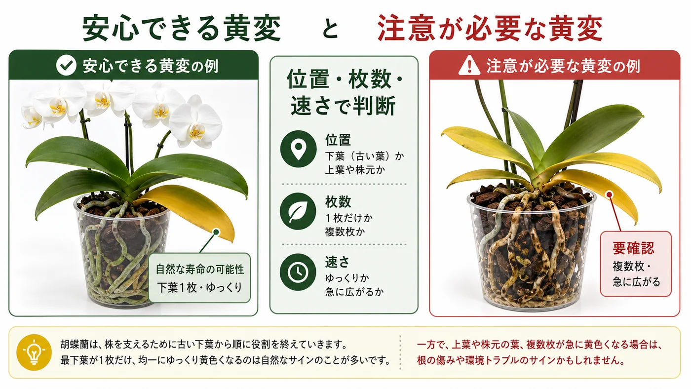 胡蝶蘭の下葉1枚の自然な黄変と複数葉に急に広がる注意すべき黄変を比較した図解