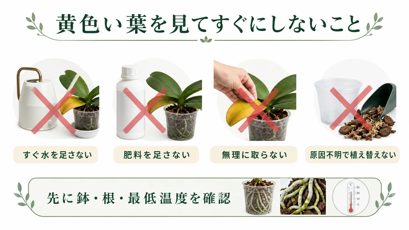 胡蝶蘭の葉が黄色い時に水・肥料の追加や葉の除去・植え替えを急がないための図解