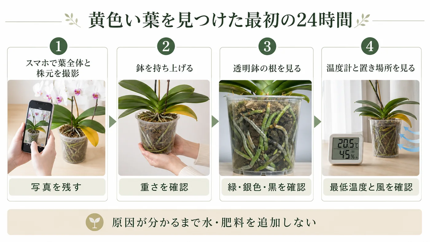胡蝶蘭の黄色い葉を見つけた直後に写真・鉢の重さ・根・最低温度を確認する手順図