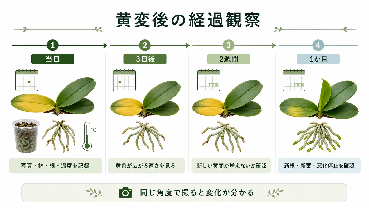胡蝶蘭の葉が黄色くなった当日から1か月までの観察項目を示すタイムライン図