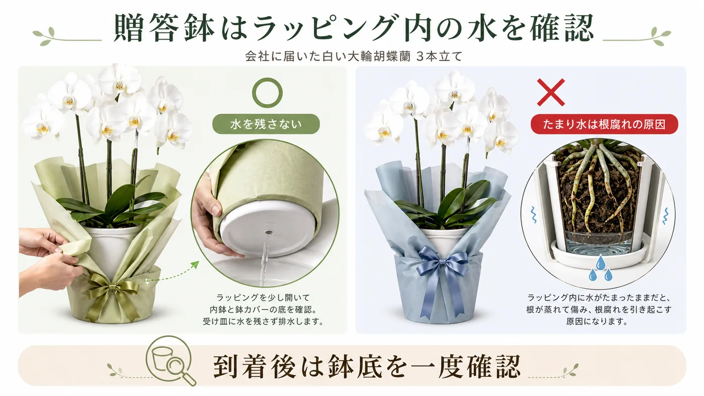 会社に届いた胡蝶蘭でラッピング内のたまり水を確認し鉢底から排水する方法の図解