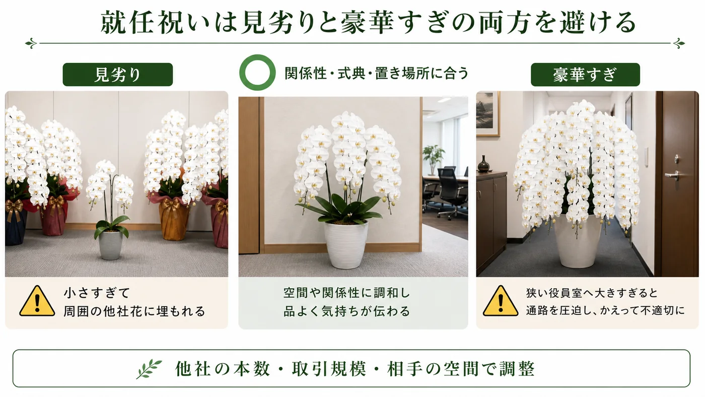 周囲より小さすぎる胡蝶蘭と狭い役員室に大きすぎる胡蝶蘭を適正な3本立てと比較した図解