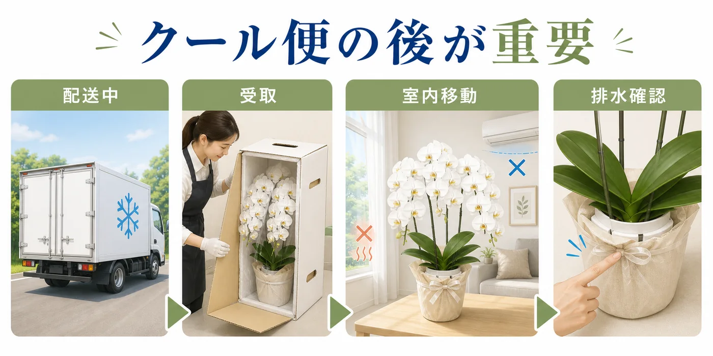 夏の胡蝶蘭を受け取ってから室内移動と鉢カバーの排水確認までを示す図解
