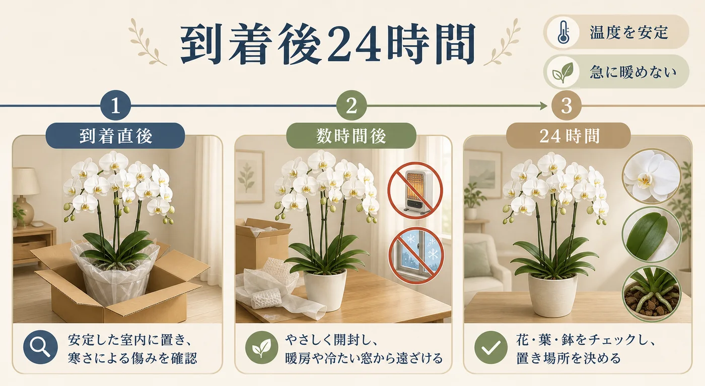 冬に届いた胡蝶蘭を急に暖めず温度を安定させて花・葉・鉢を確認する図解