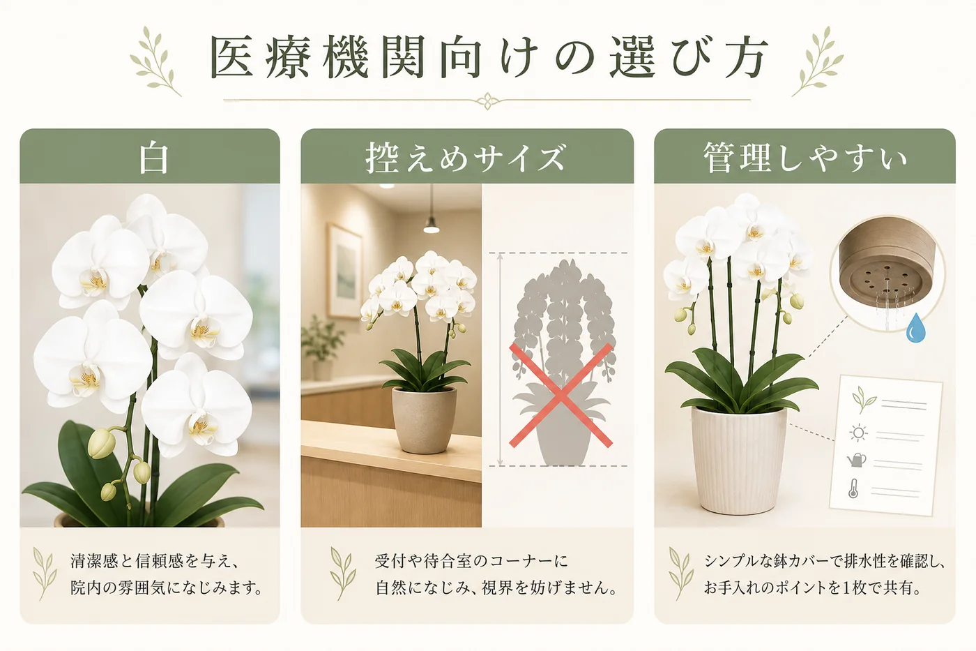 医療機関向け胡蝶蘭を白・控えめサイズ・管理しやすさで選ぶ図解