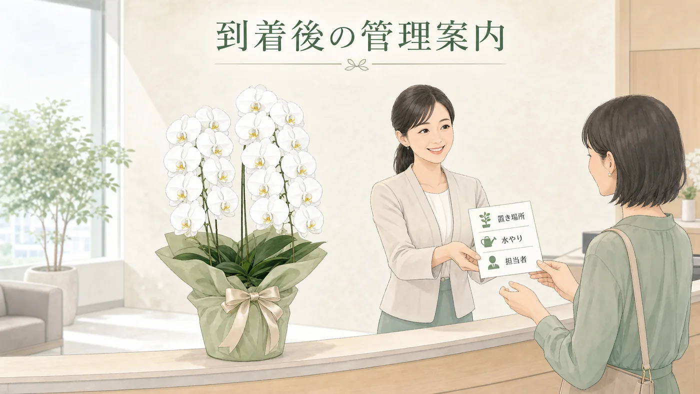 胡蝶蘭の置き場所・水やり・管理担当を受取先へ伝えるイラスト