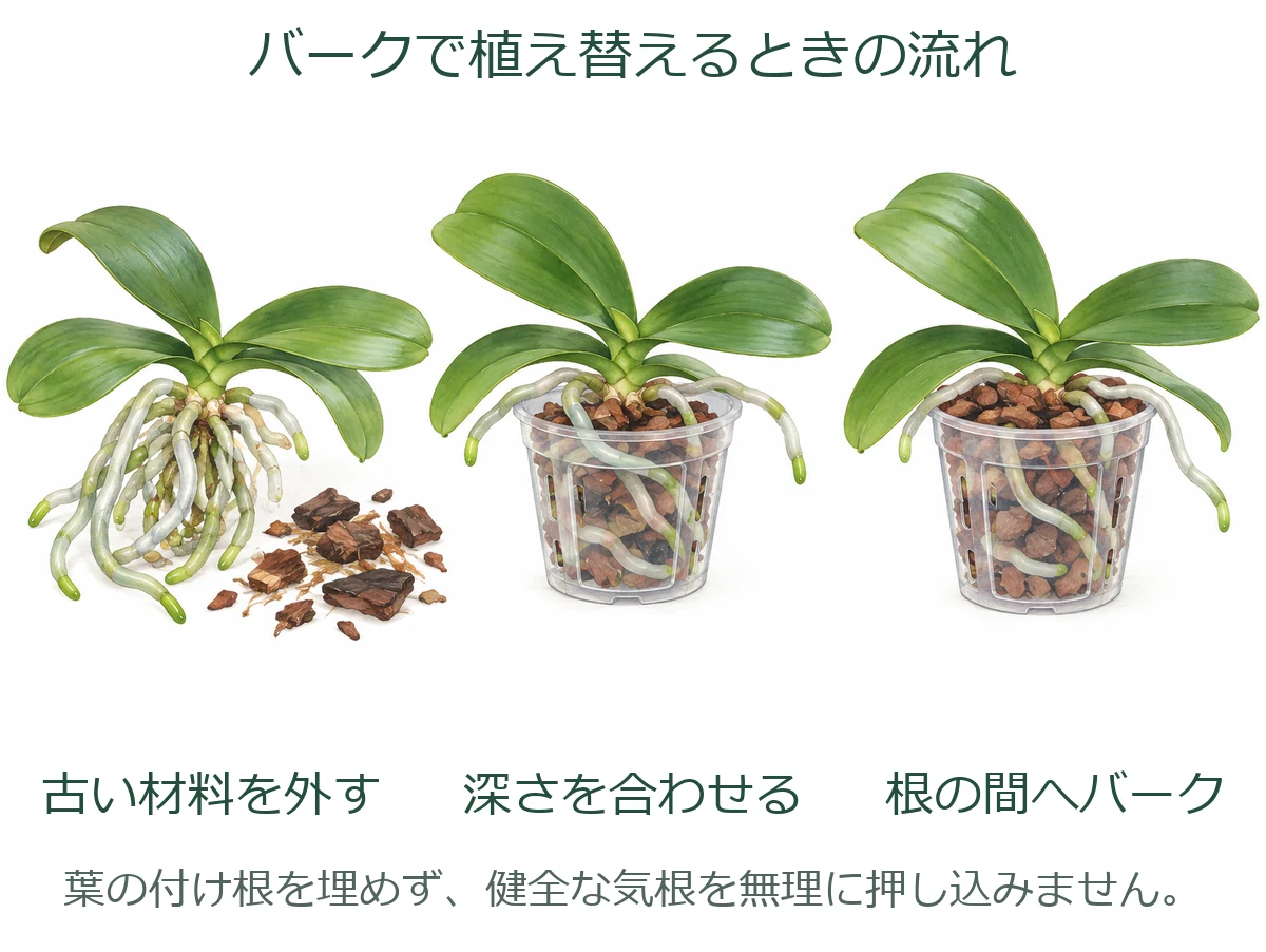 古い材料を外し、植える深さを合わせ、根の間にバークを入れる3段階の図
