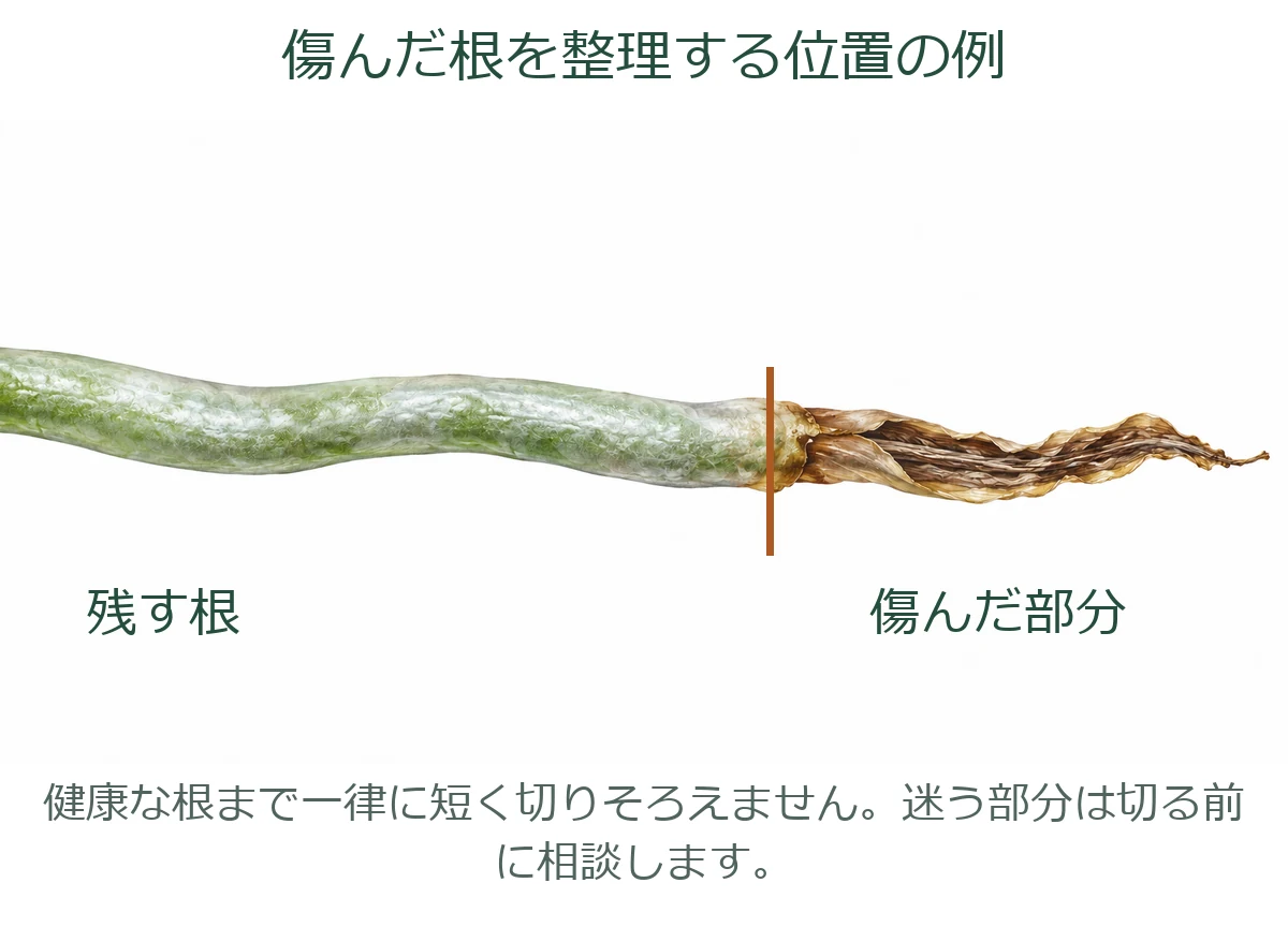 表皮が崩れた根の傷んだ部分と、残す健康な根の境目を示した植え替えの図