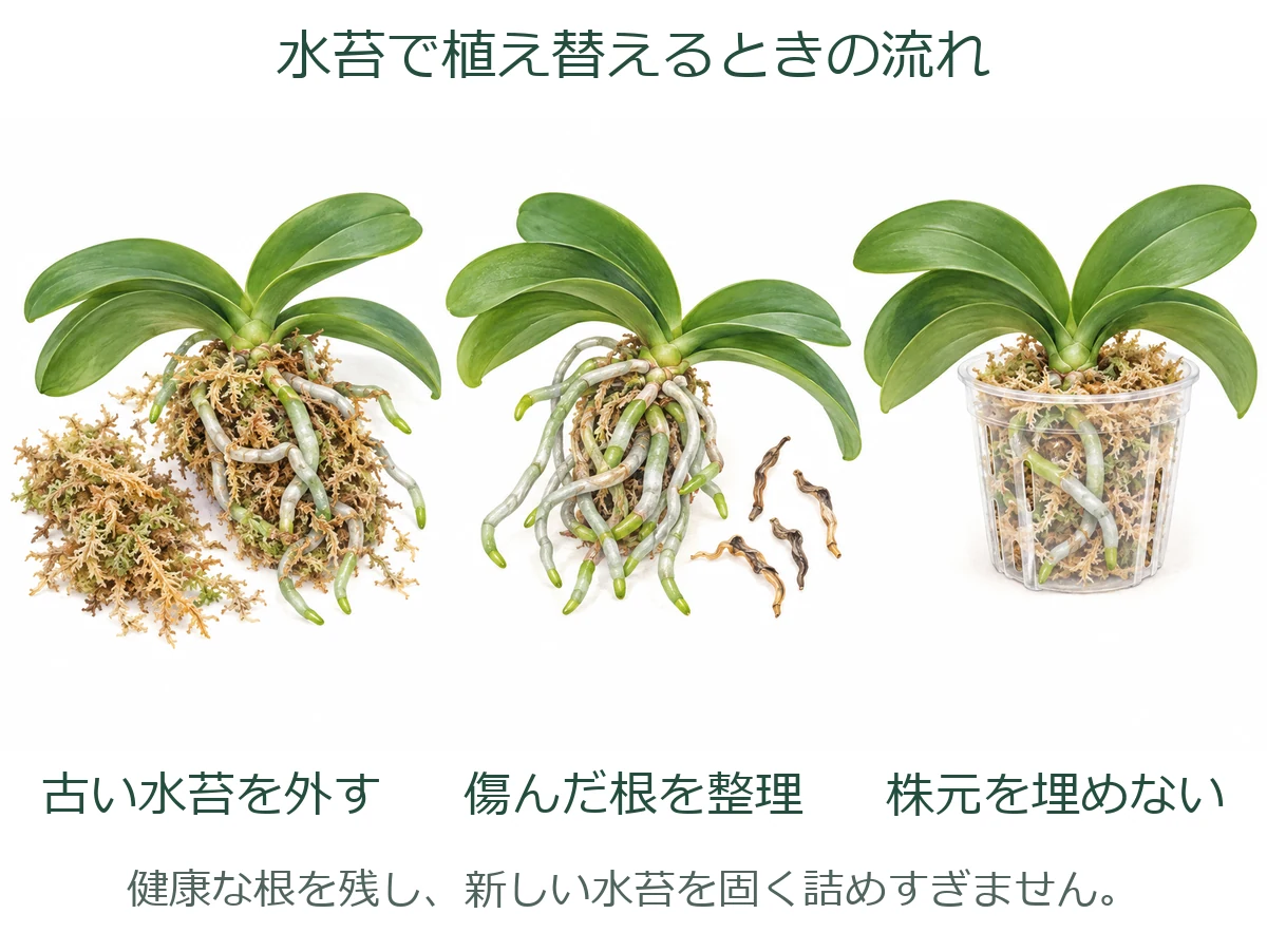 古い水苔を外し、傷んだ根を整理し、株元を埋めずに水苔で植える3段階の図