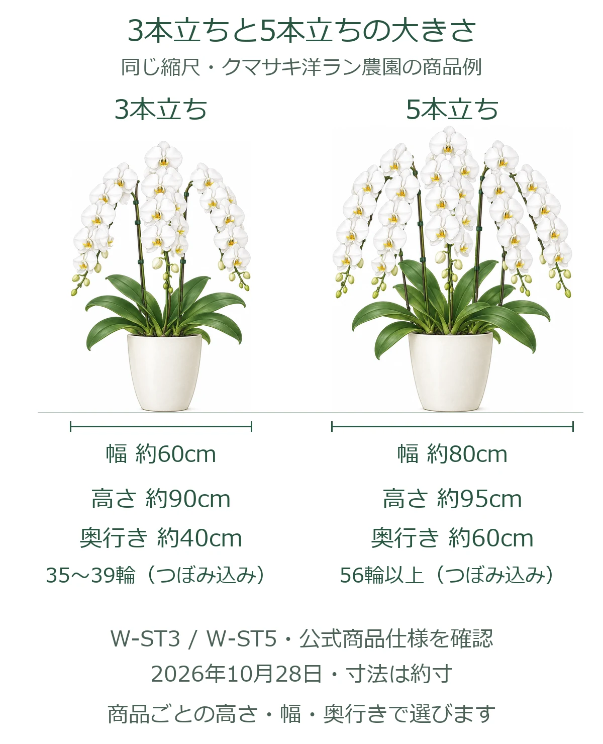 胡蝶蘭3本立ちと5本立ちを同じ縮尺で並べ、公式商品の高さ・幅・奥行き・輪数を比較した図